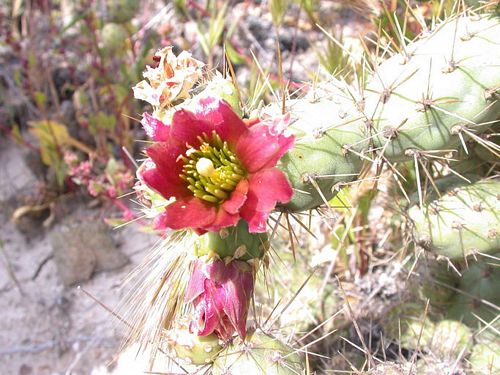 Coastal Cholla