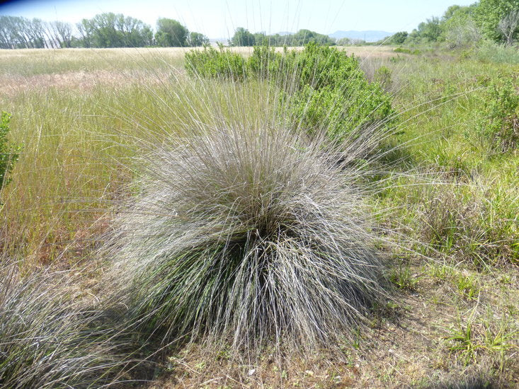 Deer Grass