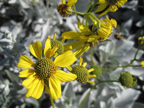 Brittlebush