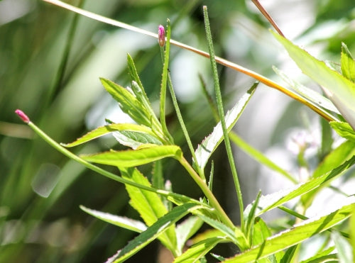 Fringed Willowherb