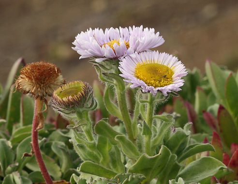Seaside Daisy