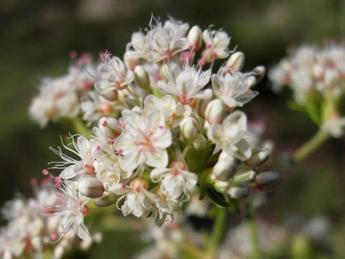 California Buckwheat