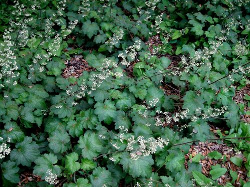 Island Aluum Root