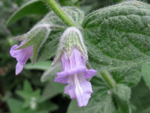 Fragrant Pitcher Sage