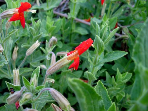 Scarlet Monkeyflower