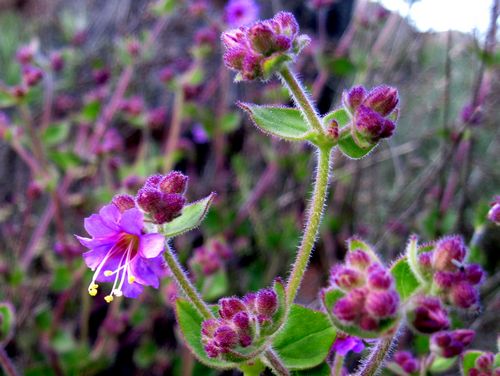 Desert Wishbone-Bush