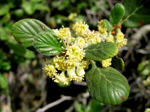 Mountain Mahogany