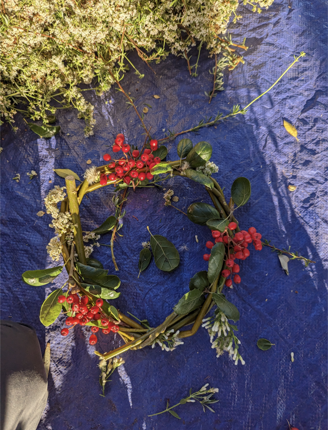 Toyon image 1