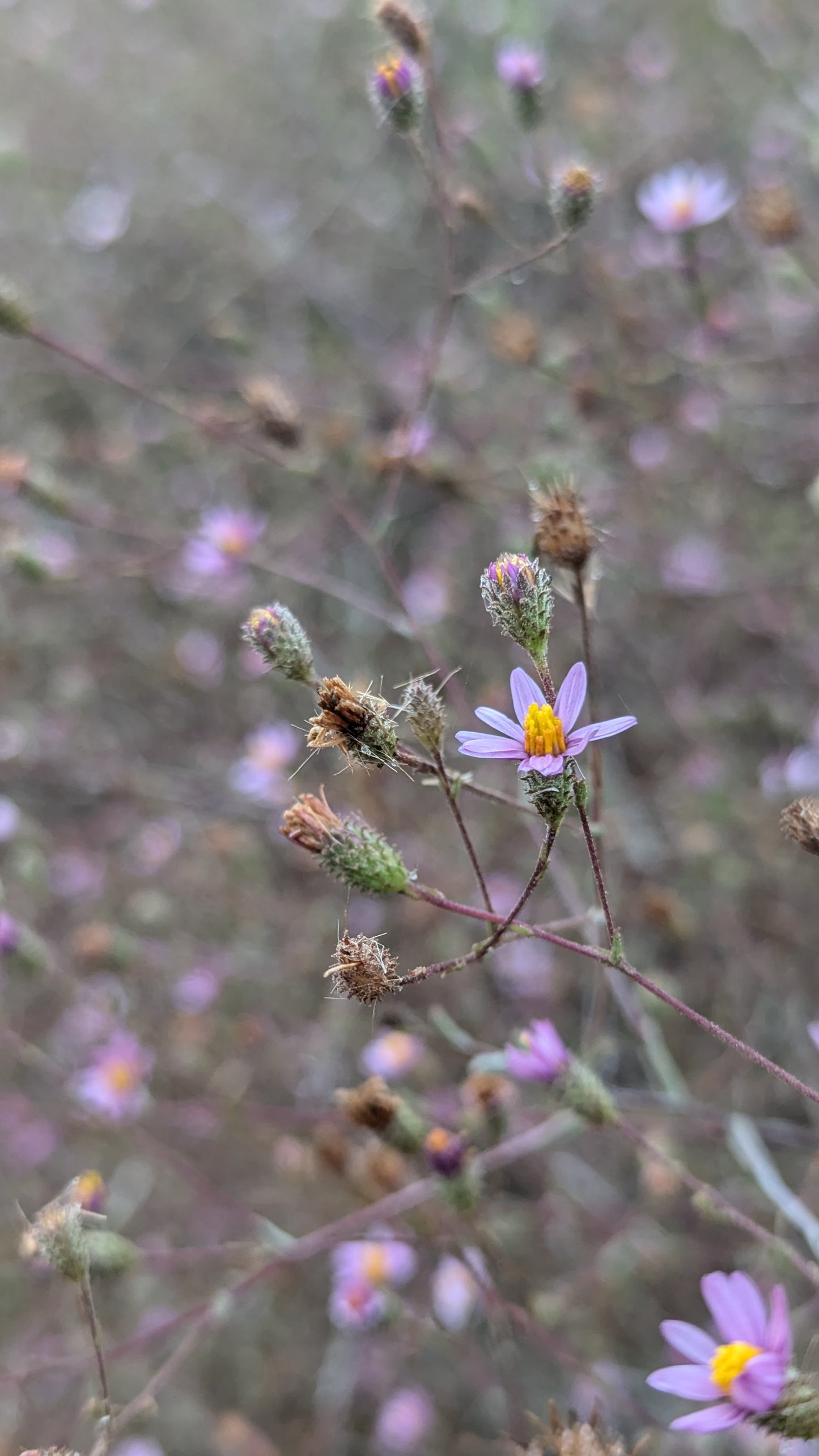 California Aster image 1