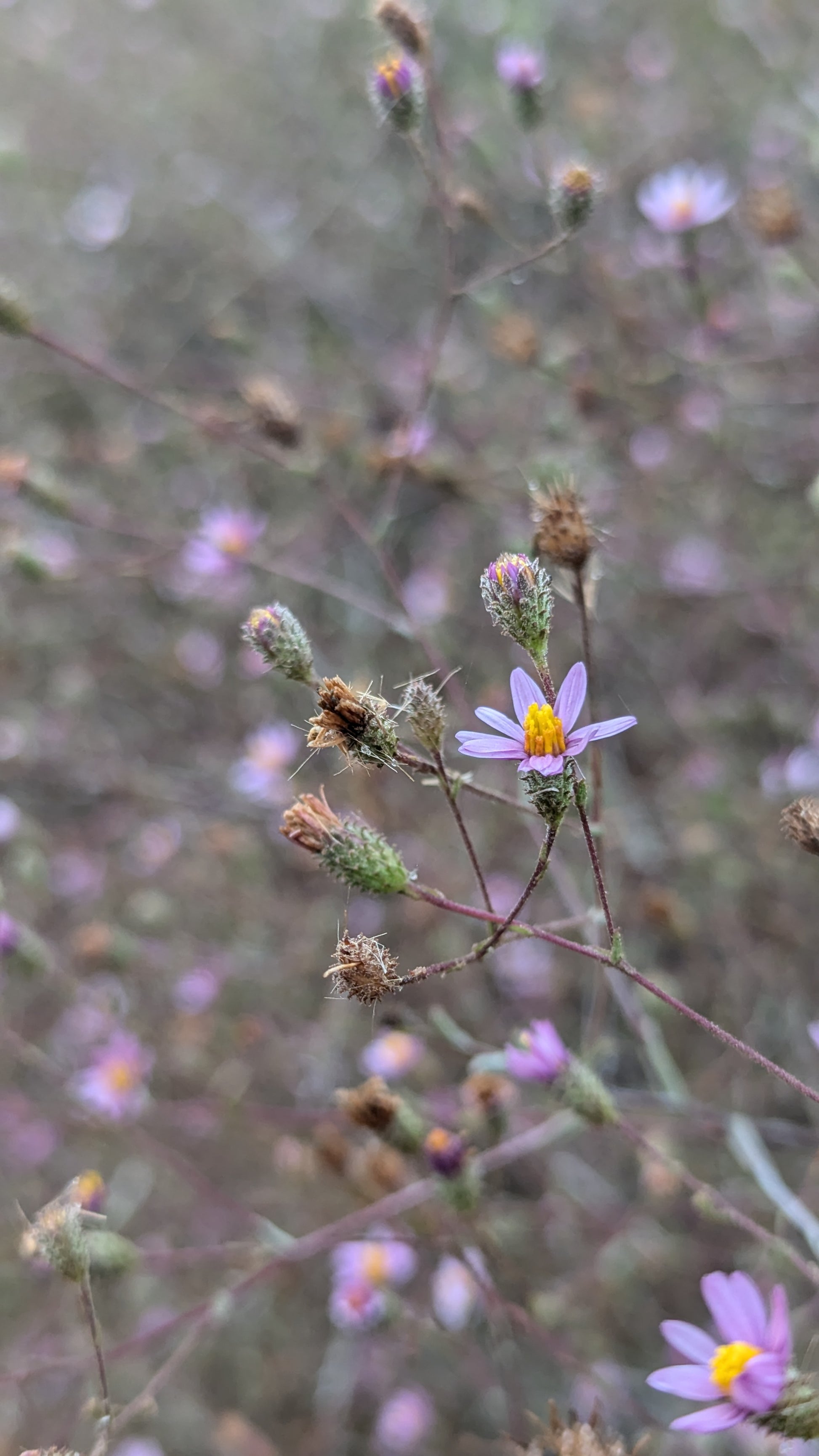 California Aster image 1