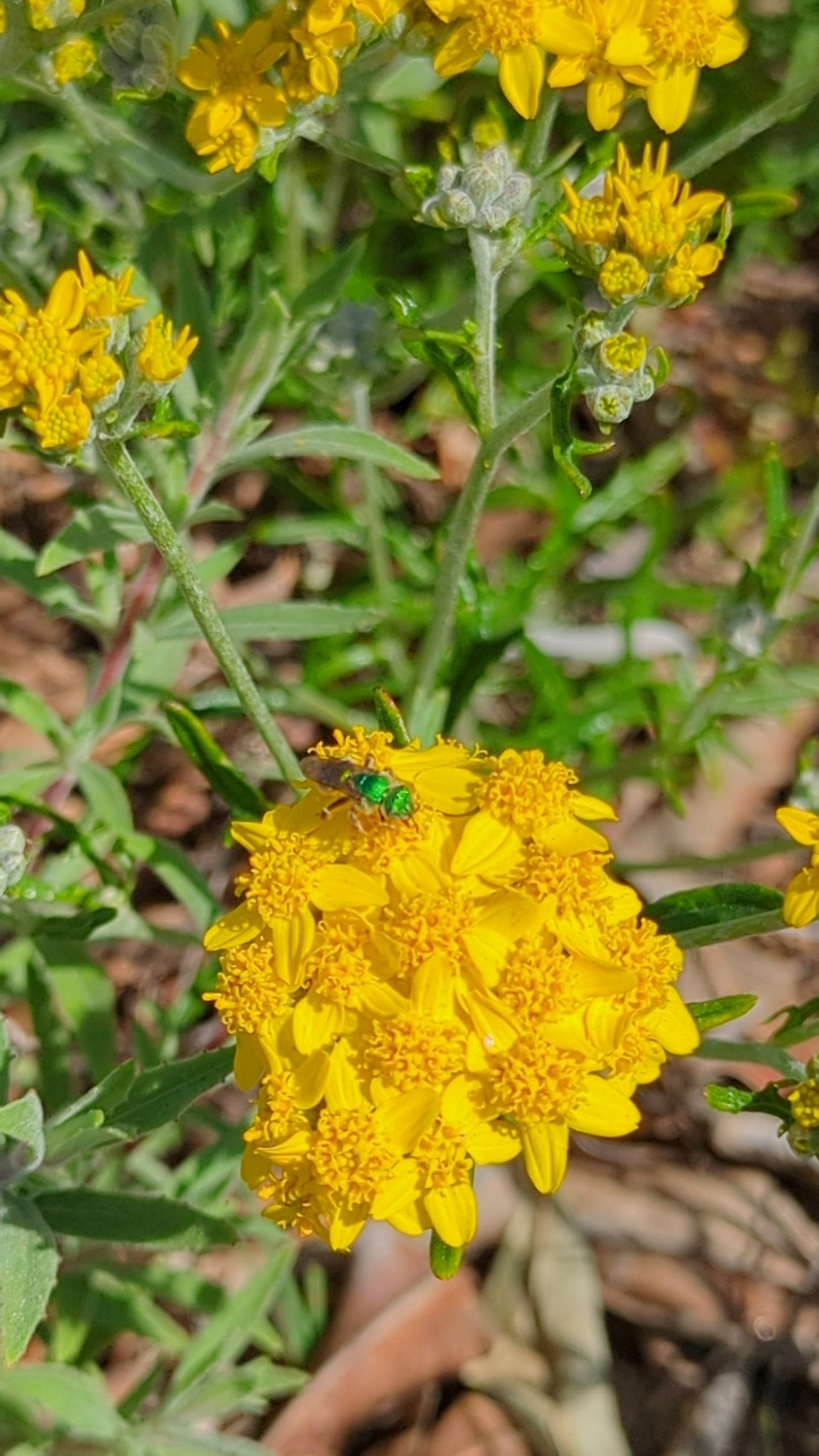 Golden yarrow image 3
