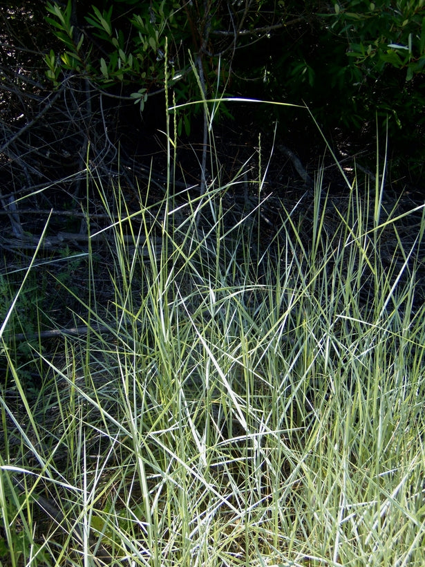 Blue Wild Rye image 0
