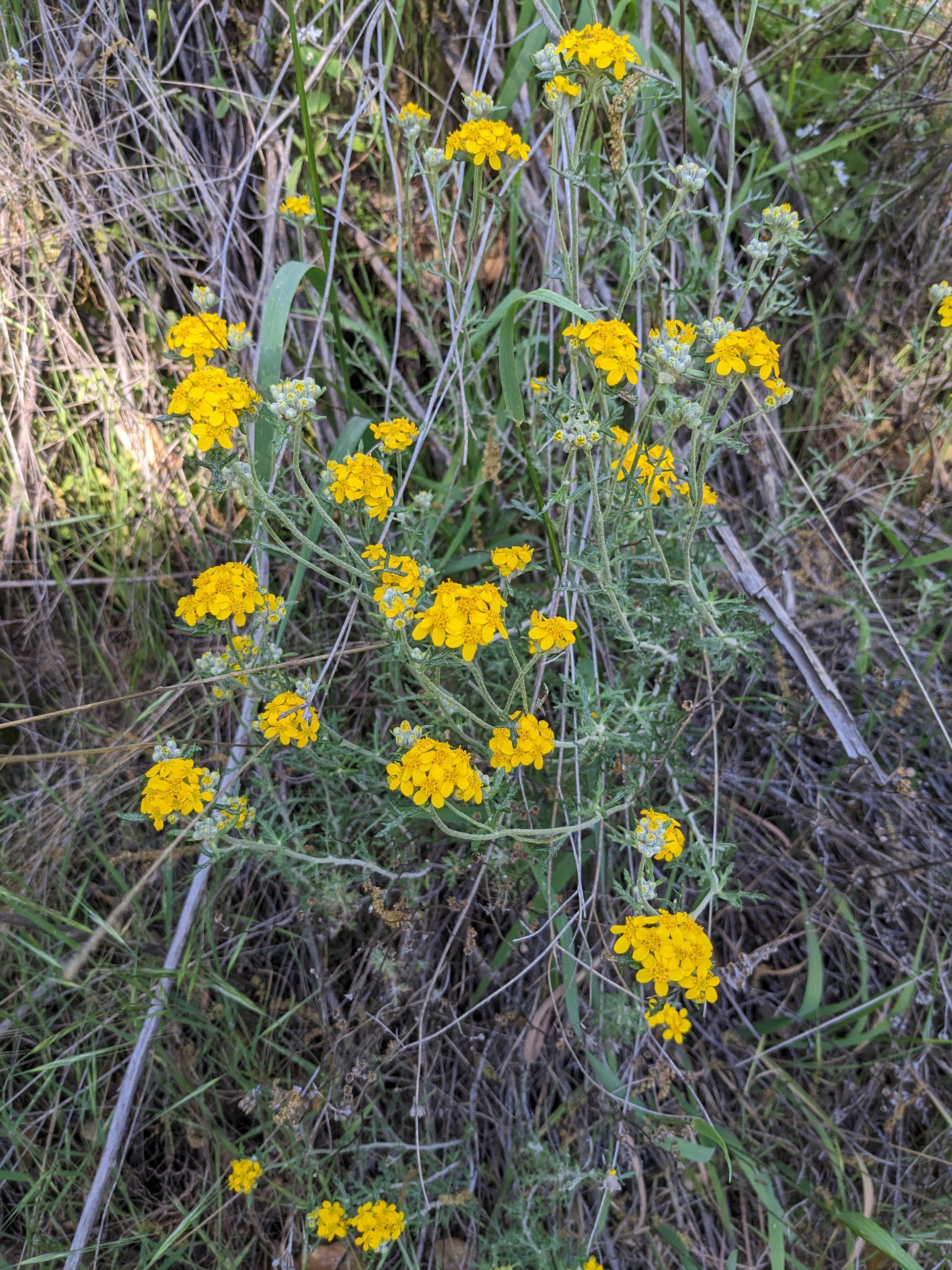 Golden yarrow image 4