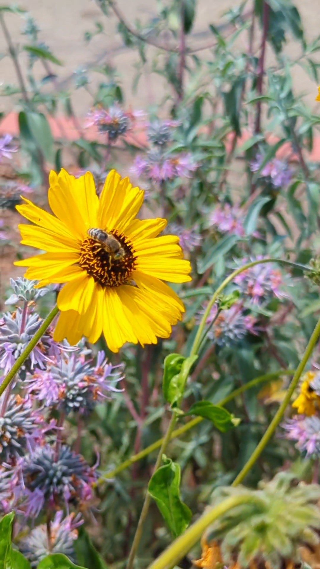 Coastal Bush Sunflower image 0