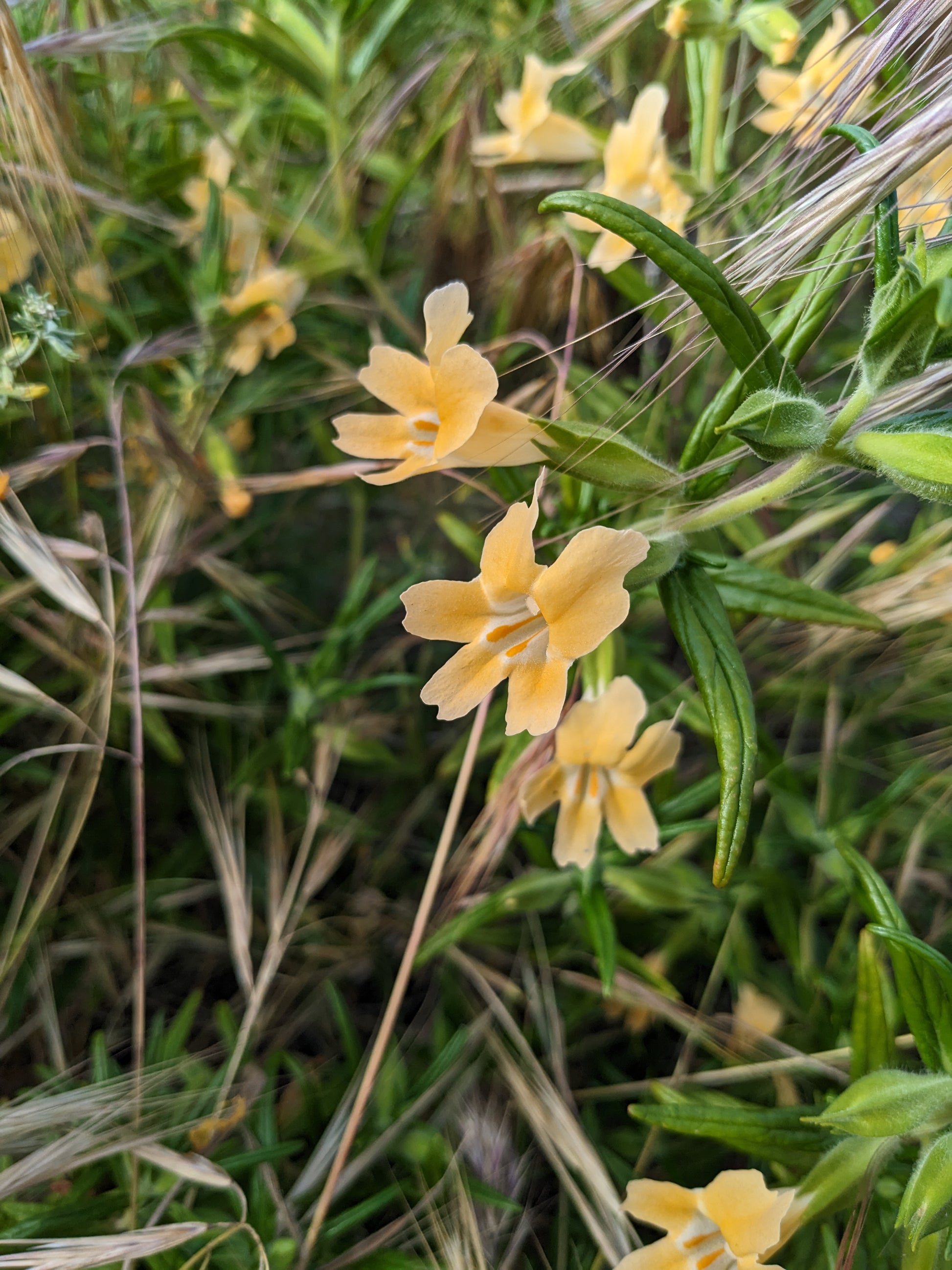 Sticky Monkey Flower image 3
