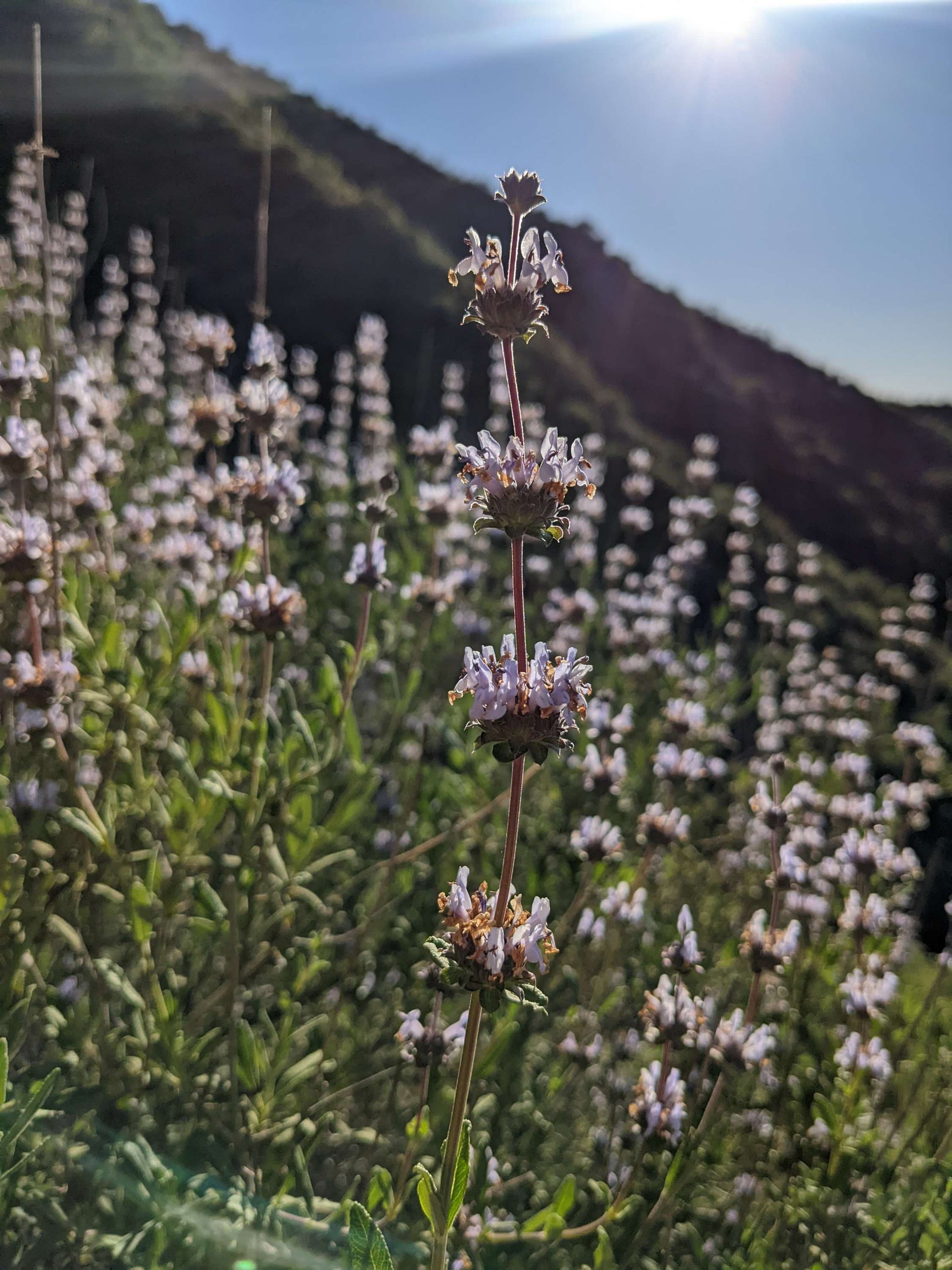 Black Sage image 0