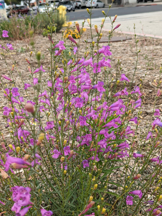 Foothill Penstemon image 0