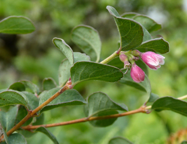 Common Snowberry
