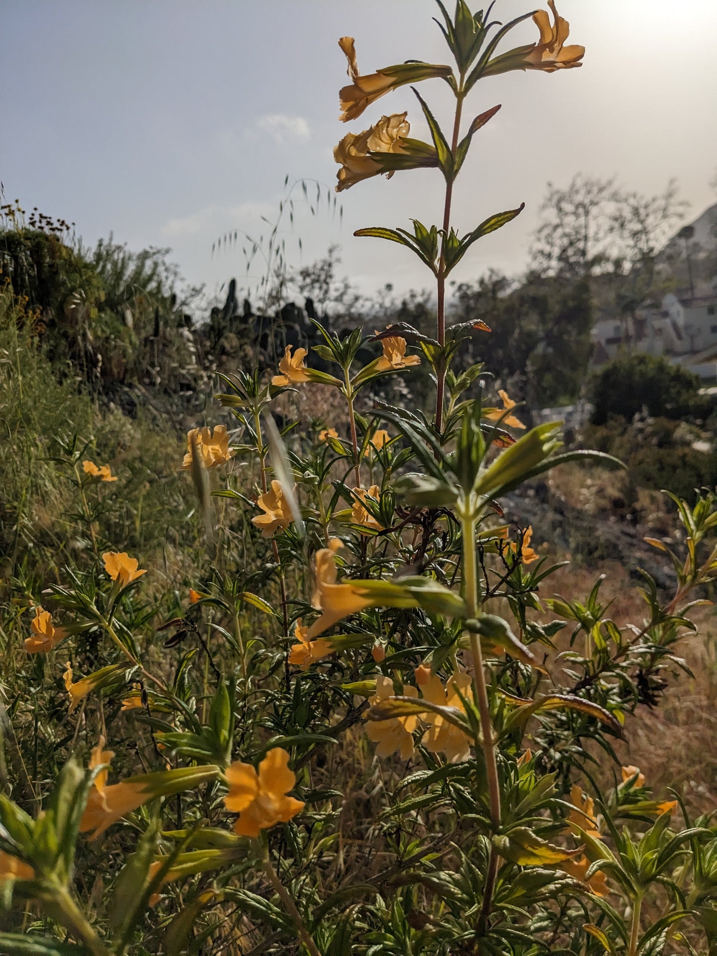 Sticky Monkey Flower image 2