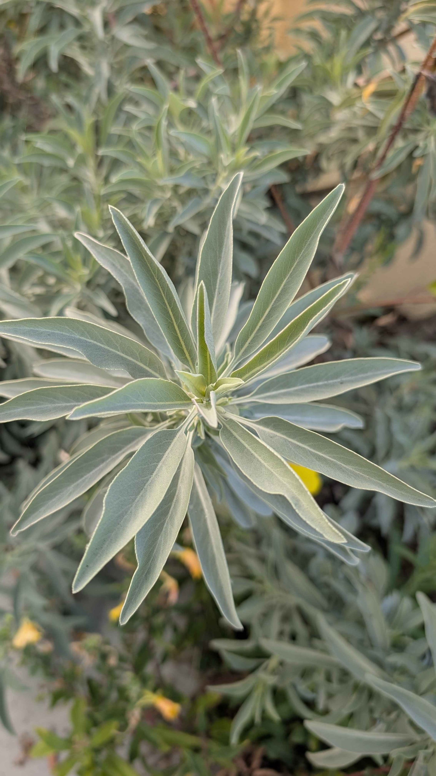 White sage image 0