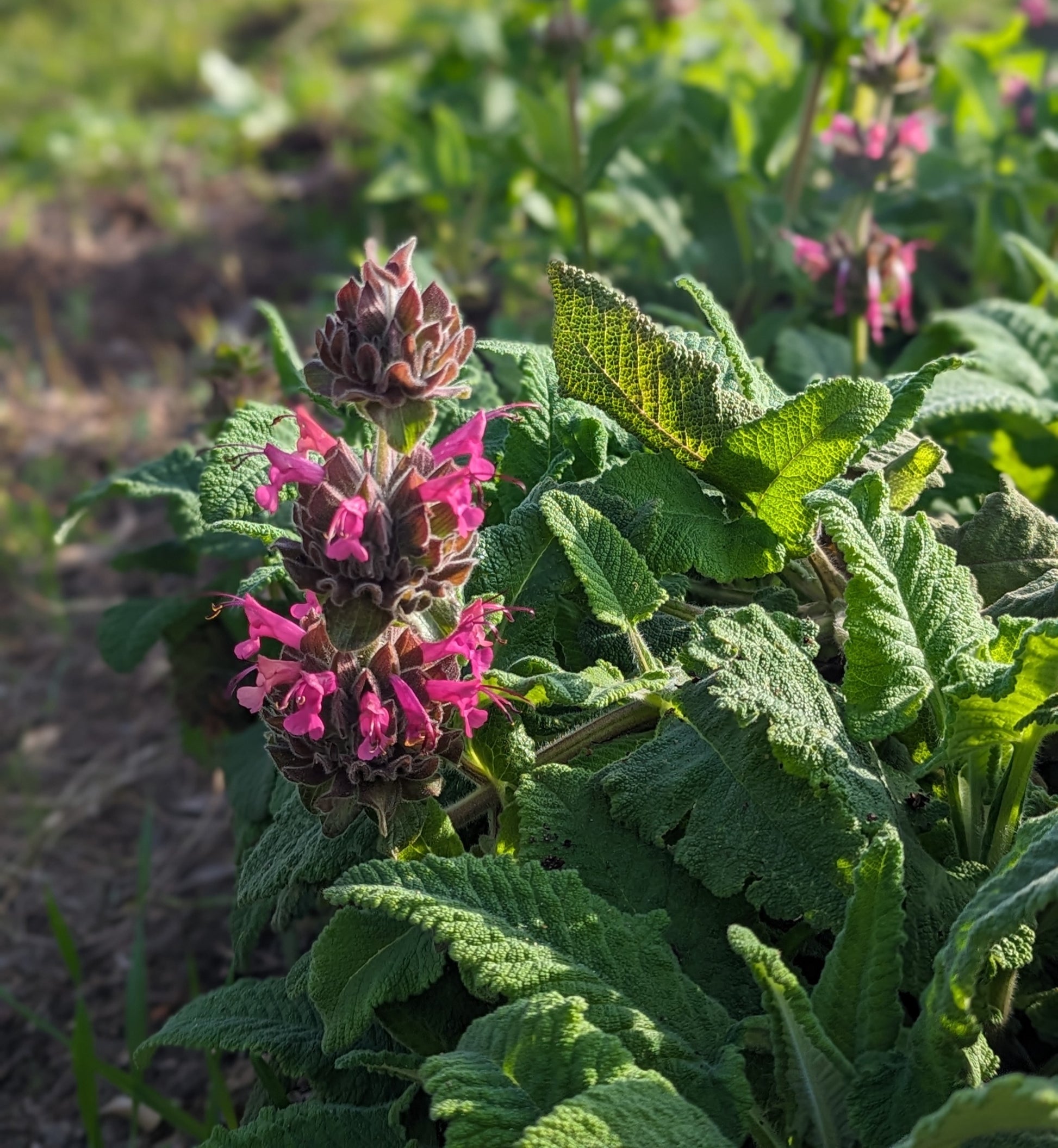 Salvia spathacea Hummingbird Sage 4 inches image 0