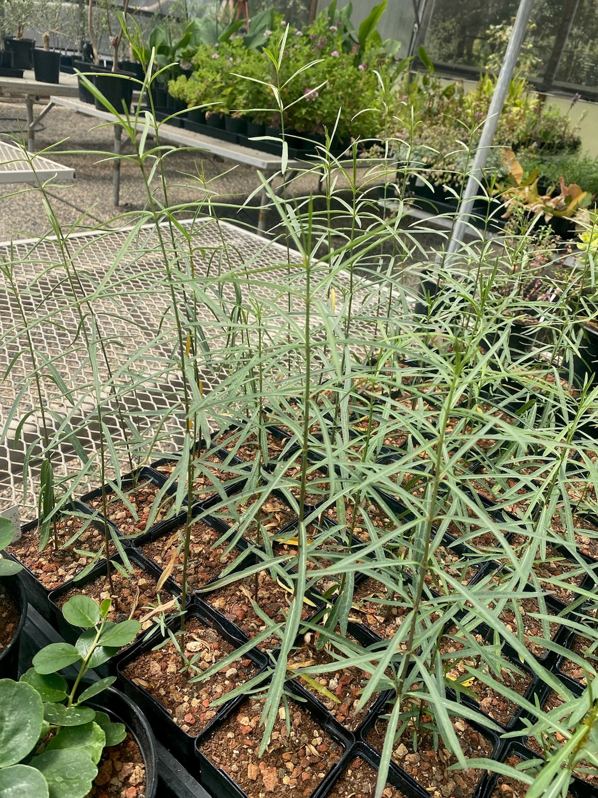 Narrowleaf milkweed  image 3