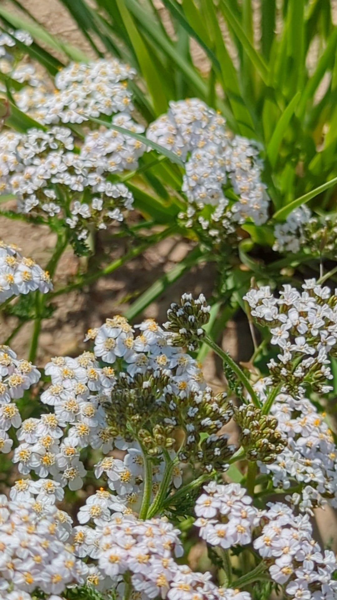 Yarrow image 0