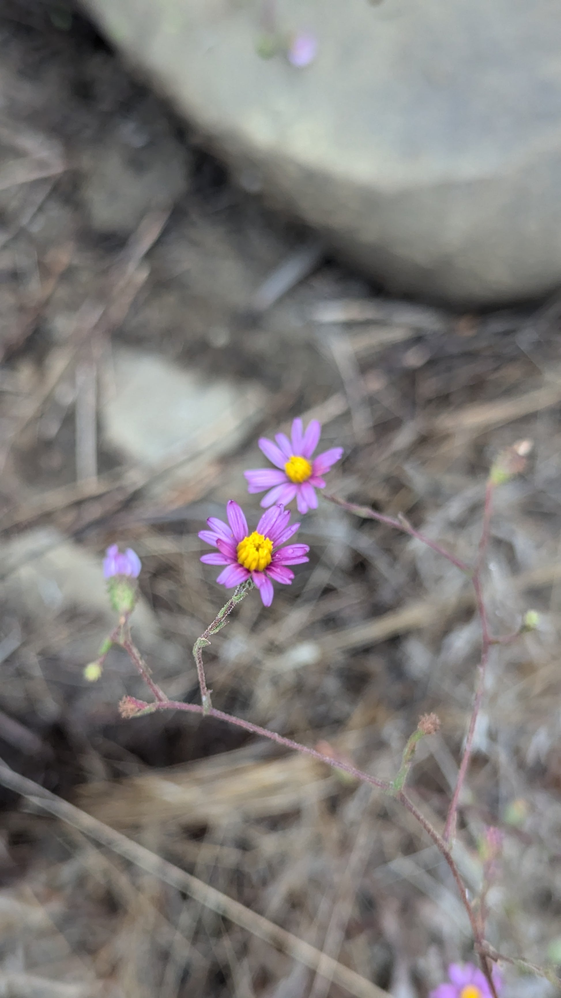 California Aster image 2