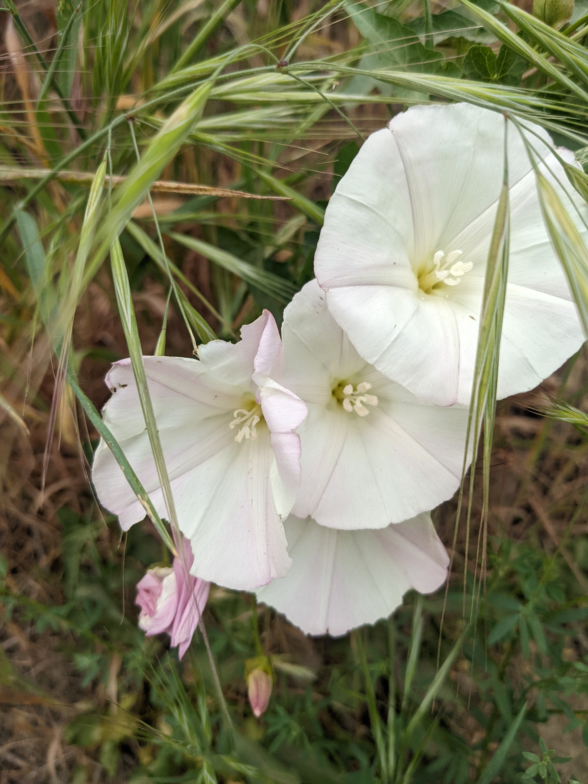Coastal Morning Glory image 0