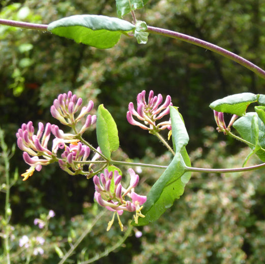 Pink Honeysuckle image 0