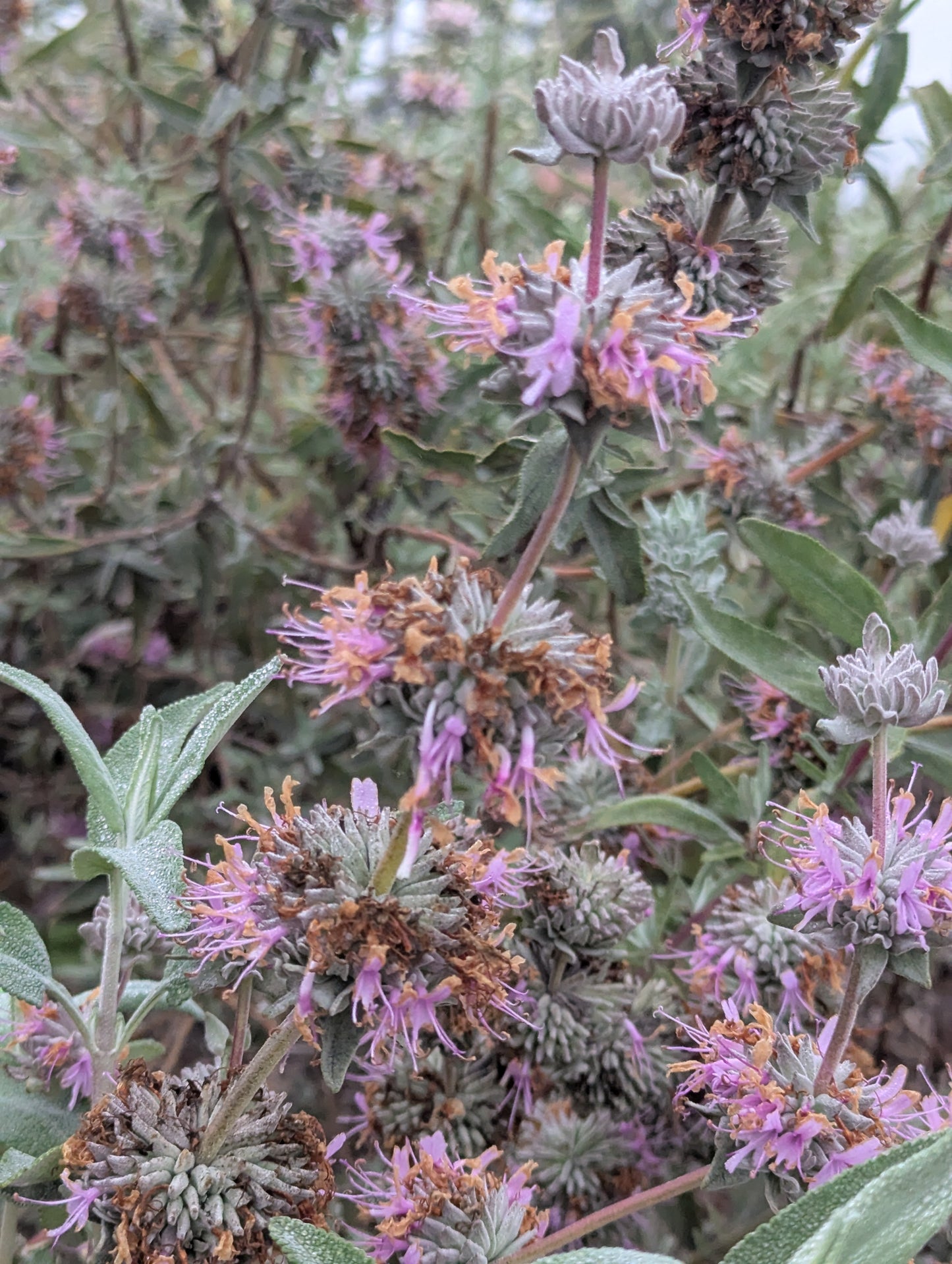 Purple Sage image 0