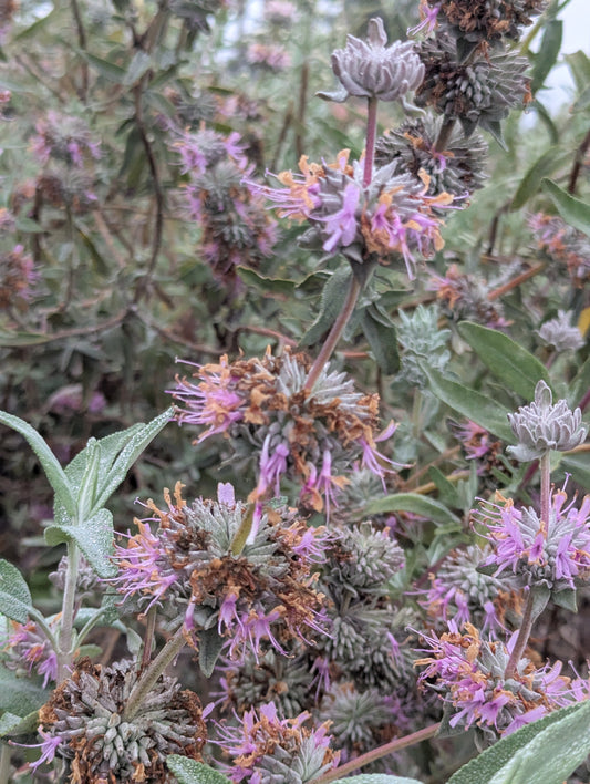 Purple Sage image 0