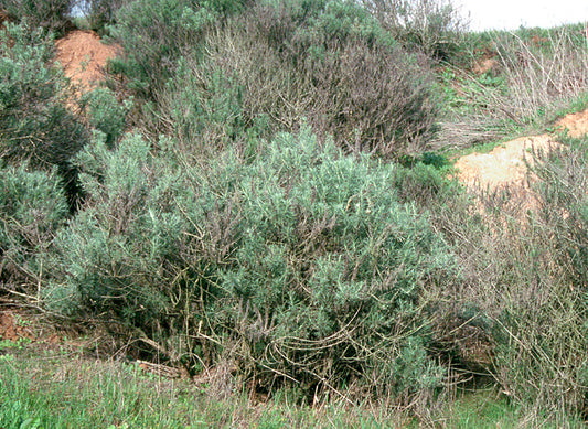 California Sagebrush