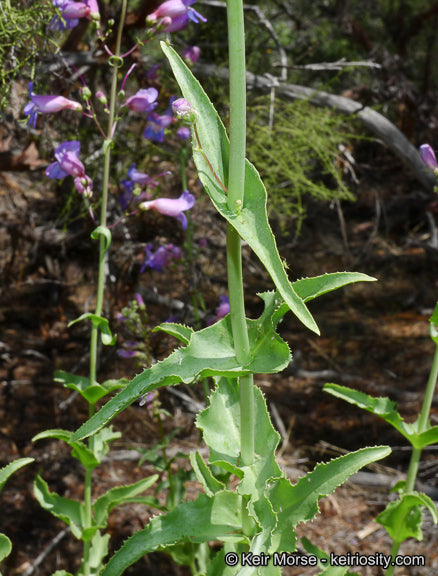 Showey Penstemon