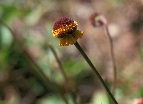 Sneezeweed